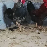 خروس چاق و جوان‌.|حیوانات مزرعه|قم, هنرستان|دیوار