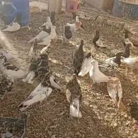 80تاکبوتر رنگی همه سرحال|پرنده|اهواز, مهرشهر|دیوار