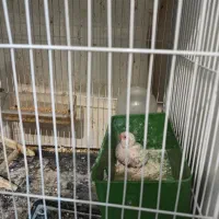 مرغ عشق اصل انگلیسی|پرنده|تهران, سازمان برنامه جنوبی|دیوار