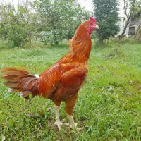 خروس لاری نزدیک سال|حیوانات مزرعه|لنگرود, |دیوار