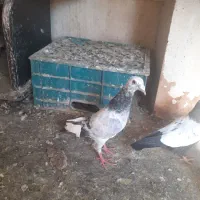 کفتر کبوتر نژاد سار ابلق