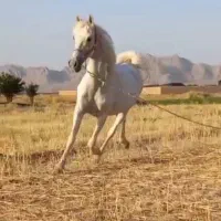 مادیان نژاد کورد