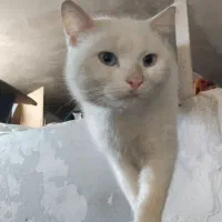 گربه نروماده بریتیش سفید خیلی قشنگ