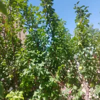 زمین عرب آباد ماهان