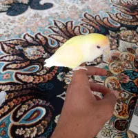 طوطی کوتوله