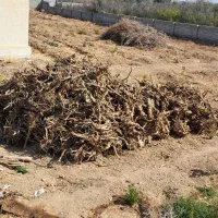 چوب ریشه انار|عمدهفروشی|شیراز, شهرک صدا و سیما|دیوار