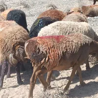 یازده عدد بره ماده