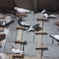 دسته کبوتر رنگی|پرنده|آبپخش, |دیوار