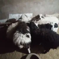 فروش بره نر و ماده|حیوانات مزرعه|کرمان, |دیوار