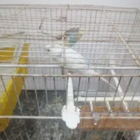 مرغ عشق ماده