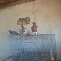 کبوتر یهودی وهومر|پرنده|ترکمانچای, |دیوار