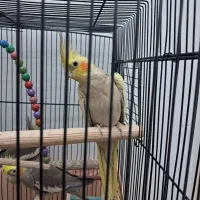 عروس هلندی ماده