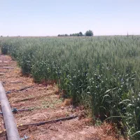 بذر گندم پیشگام تمیز|گل و گیاه طبیعی|محمدیه-قزوین, |دیوار