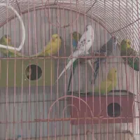 مرغ عشق مولد به شرط