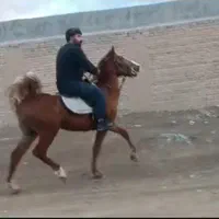 نریون و مادیون و کره|اسب و تجهیزات اسب‌سواری|اصفهان, نصرآباد|دیوار