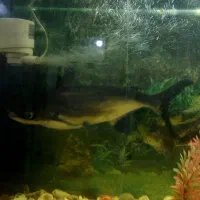 ماهی پنگوسی باله بلند|ماهی|فسا, |دیوار