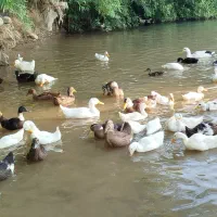 اردک