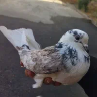 یه جفت کفتر عالی|پرنده|قرچک, پارس سرام|دیوار