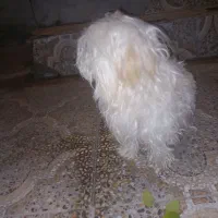 سگ شیتزو ده ماهه