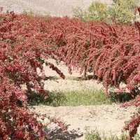 زرشک زعفران عناب خراسان جنوبی
