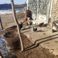 مرغ  لاری|حیوانات مزرعه|زاویه, |دیوار