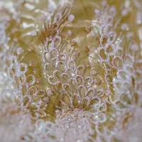 لباس کوردی سقزی