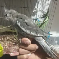 عروس تازه دونخور۳ماهه|پرنده|قم, قلعه عموحسین|دیوار