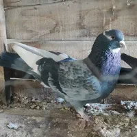 کبوتر  پرشی