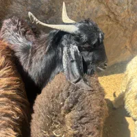 بره نر و کهره نر چاق