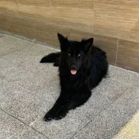 سگ ژرمن بلک ۱ ساله