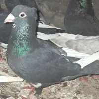 دم سفید گوئک