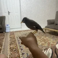 مرغ مینا اصل افغان ۱ ماه نیم