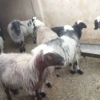 میش داشتی|حیوانات مزرعه|زرقان, |دیوار