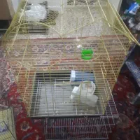 قفس|لوازم جانبی حیوانات|دزفول, |دیوار