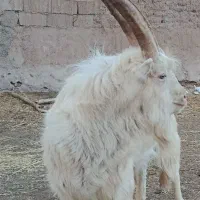 نر بز|حیوانات مزرعه|شاهرود, |دیوار