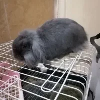 خرگوش مینی لوپ نره بلو