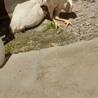 جوجه خروی لاری