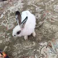 خرگوش