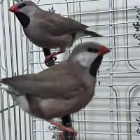 جفت فنچ کراواتی|پرنده|رشت, ساغری سازان|دیوار