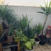 گل و گیاه فروش کلی با قیمت پیشنهادی خودتون|گل و گیاه طبیعی|مشهد, توس (بلوار توس)|دیوار