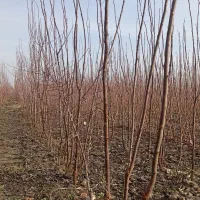 نهال ودرخت|خدمات باغبانی و درختکاری|چناران, |دیوار