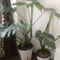 گل برگ انجیری سرحال و زیبا و هیدروپونیک شده