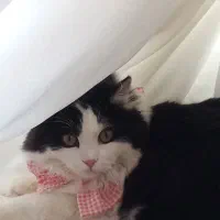 واگذاری گربه پرشین