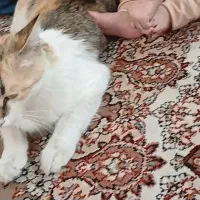 گربه گم شده