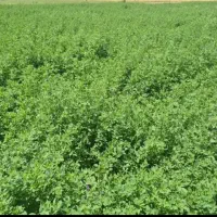 تخم علف محلی بمی|عمده‌فروشی|بم, |دیوار