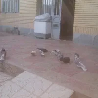 پرنده|پرنده|سربیشه, |دیوار