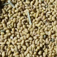 بذر یونجه همدانی