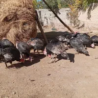 بوقلمون|حیوانات مزرعه|کشکسرای, |دیوار