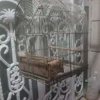 قفس دست باف سهره|لوازم جانبی حیوانات|اهواز, پردیس دو|دیوار