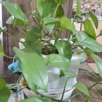 فروش گل آپارتمانی